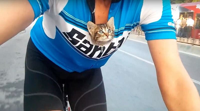 Un ciclista salva una gattina e la porta per 30 Km nella sua maglietta