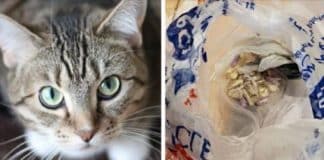 Un gatto ha portato a casa una borsa piena di droga