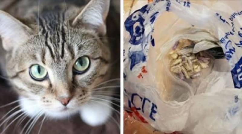 Un gatto ha portato a casa una borsa piena di droga