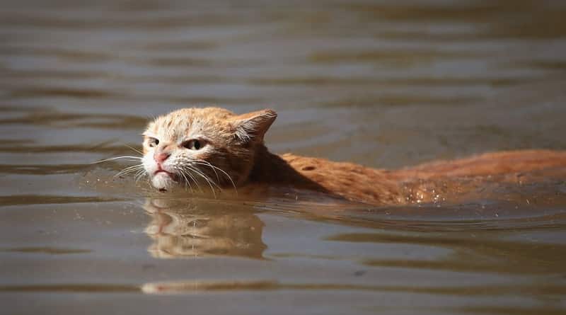 gatto che nuotò attraverso l'uragano