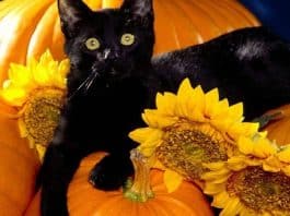 gatti e Halloween