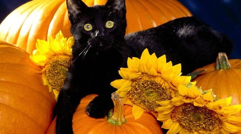 gatti e Halloween