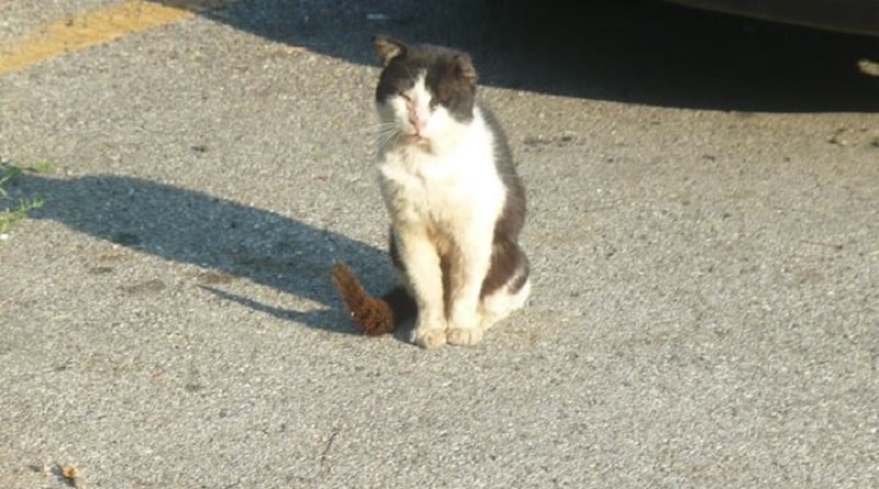 gatto Brutus di Bocca di Magra