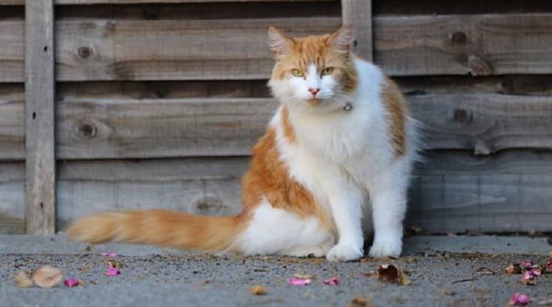 gatto terrorizza un quartiere