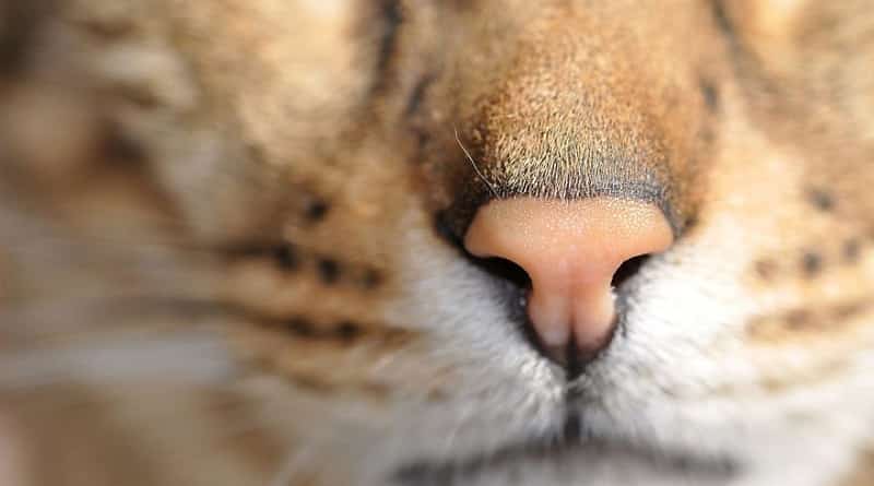 naso di gatto