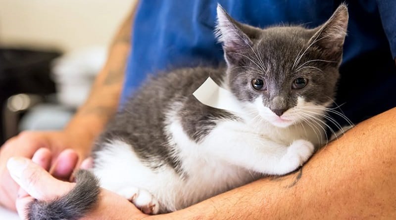 sterilizzazione gratuita Milano