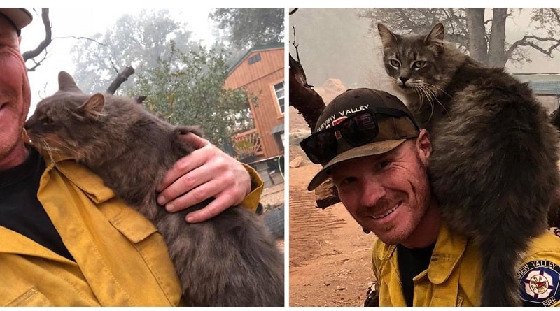 gatto ringrazia vigile del fuoco