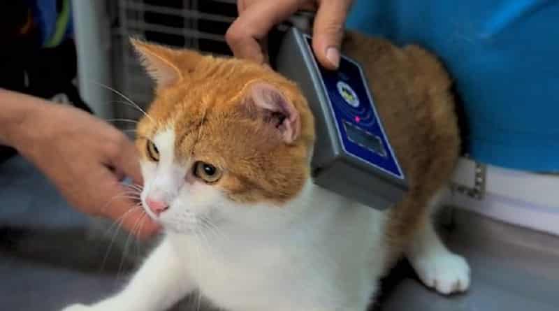 microchip per gatti obbligatorio in Friuli