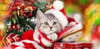 Perché regalare un gattino a Natale non è una grande idea