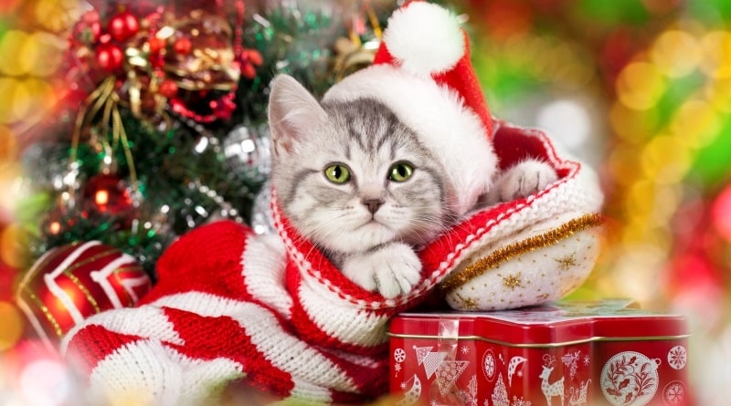 Perché regalare un gattino a Natale non è una grande idea