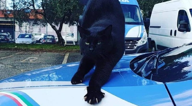 gatto polizia Prato