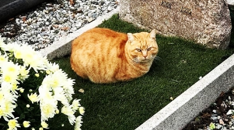 Camillo il gatto del cimitero