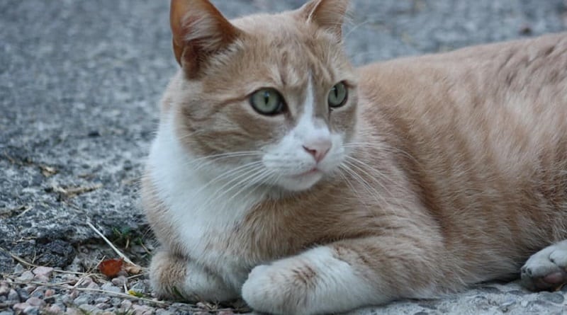 Una statua per Re Gino