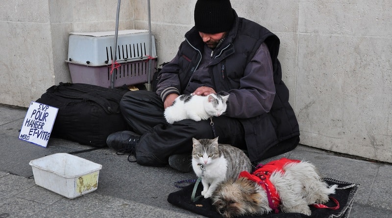 a roma cucce per gli animali dei senzatetto