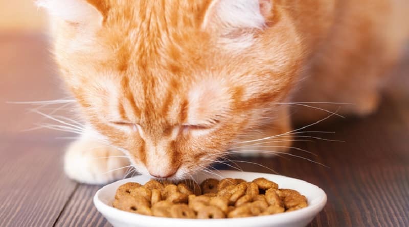cosa c'è nel cibo per gatti