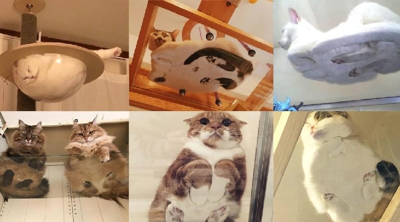 gatti su superfici di vetro