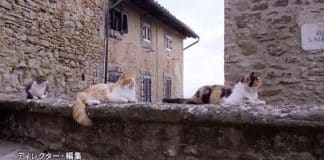 i gatti di san gimignano