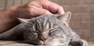 i gatti non sono asociali ricerca scientifica