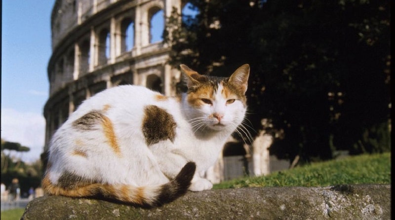 regolamento tutela animali città di Roma