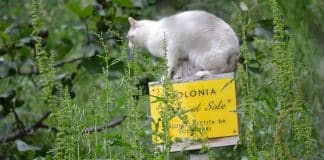 vandalizzata colonia felina