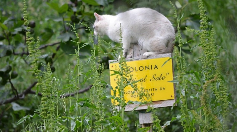 vandalizzata colonia felina