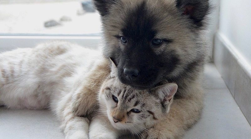 Gli animali potranno essere sepolti con i loro umani in Lombardia