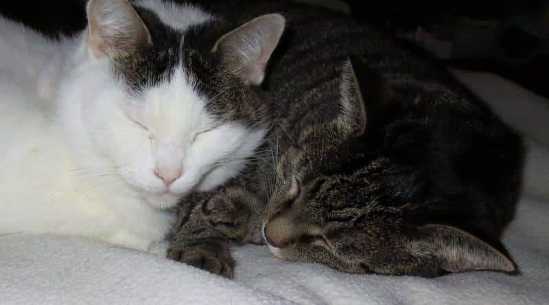 I gatti hanno salvato il loro umano da un incendio