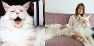 Lotus Maine Coon