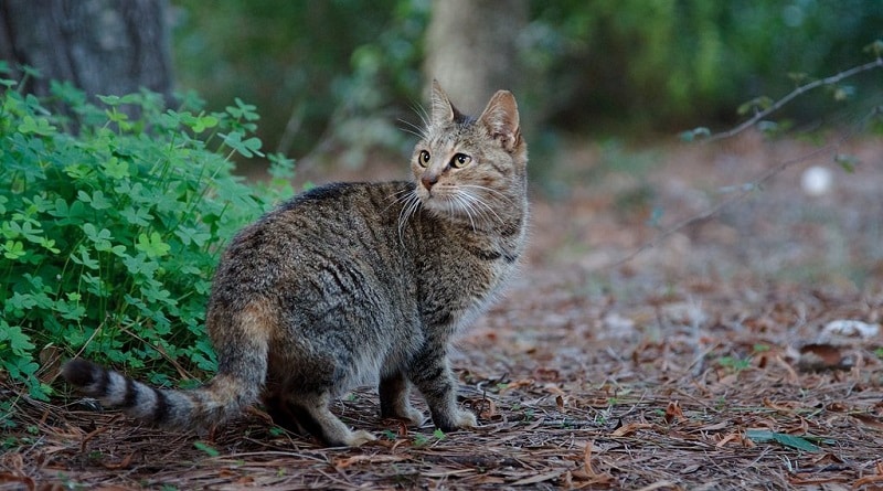 nei secoli i gatti sono diventati più grandi