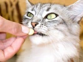 Perché i gatti detestano così tanto le pastiglie
