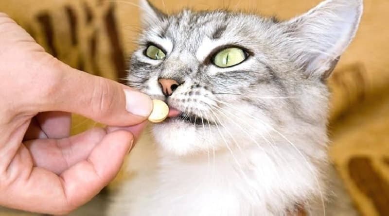 Perché i gatti detestano così tanto le pastiglie
