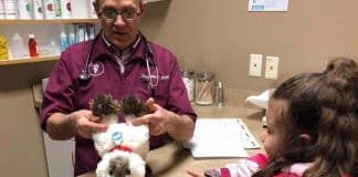 Un ospedale veterinario ha curato un gattino di peluche