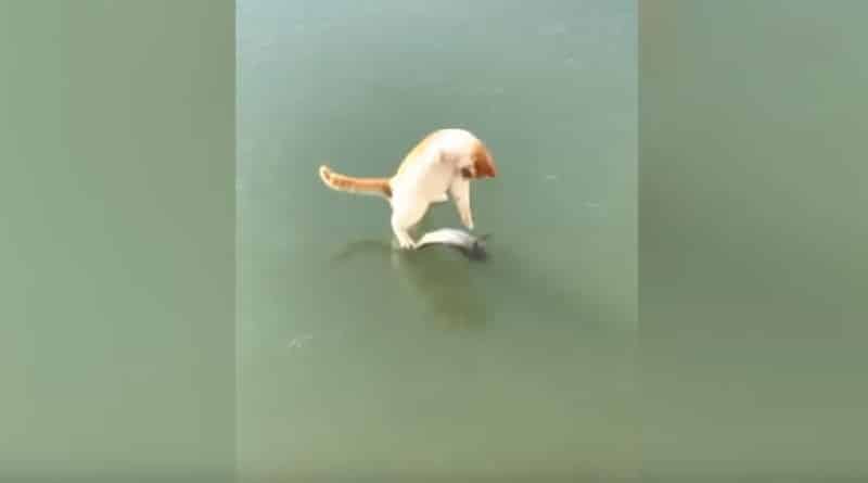 gattino pesca su lago congelato