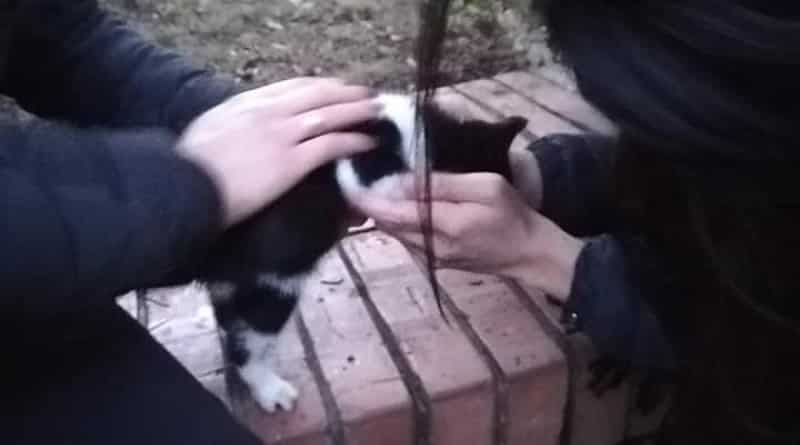 gattino tombino ospedale cardarelli