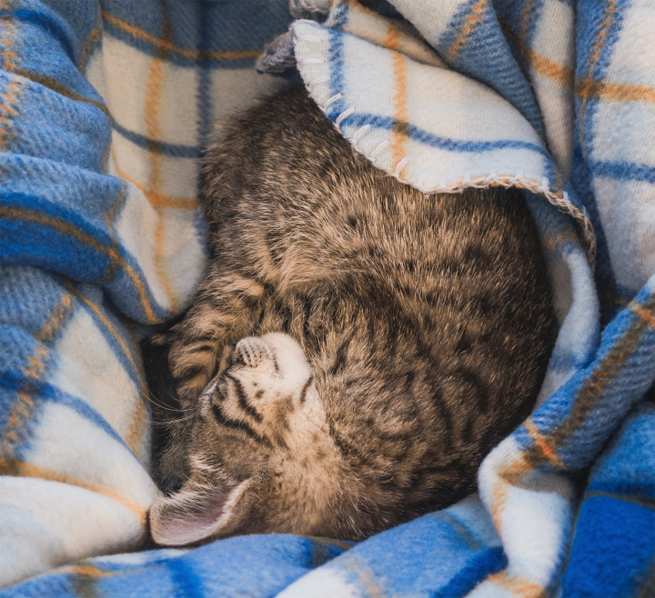Diteci Come Dorme Il Vostro Gatto E Vi Diremo Cosa Pensa G Come Gatto Diteci Come Dorme Il Vostro Gatto E Vi Diremo Cosa Pensa G Come Gatto