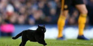 gatto interrompe partita di calcio