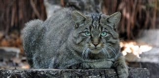 gatto selvatico europeo ricomparso in italia