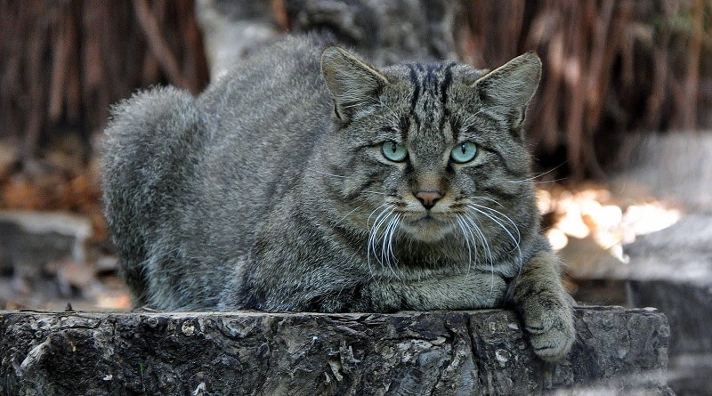 gatto selvatico europeo ricomparso in italia