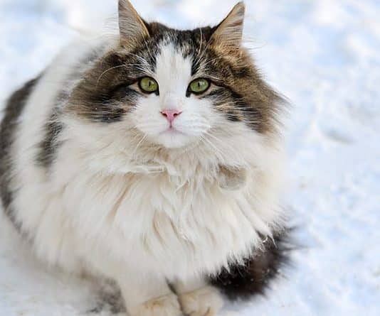 come spazzolare un gatto a pelo lungo