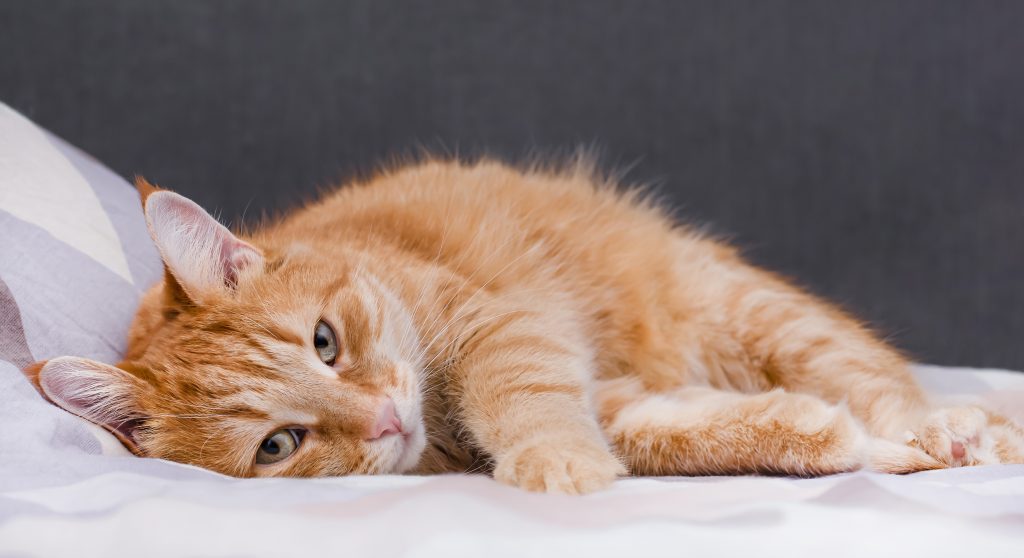 La depressione nel gatto: ecco come identificarne i segni