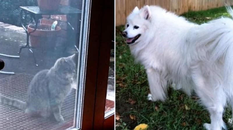 gatto aspetta ancora l'amico cane morto