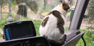 gatto che prende l'autobus tutti i giorni