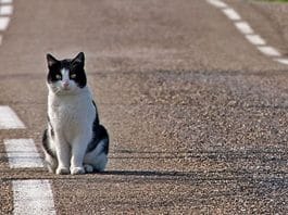 omissione di soccorso animali