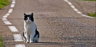 omissione di soccorso animali