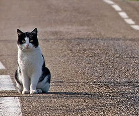 omissione di soccorso animali