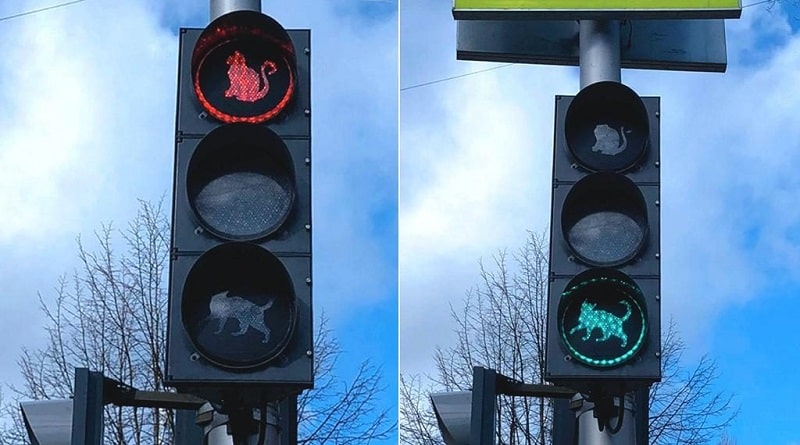 semafori raffigurano un gatto