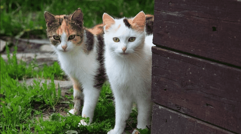 sterilizzano i gatti di proprietà