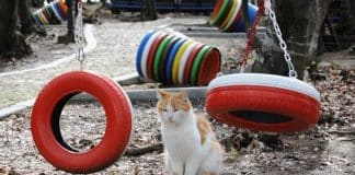 Nella città turca di Samsun i gatti mangiano ascoltando musica classica