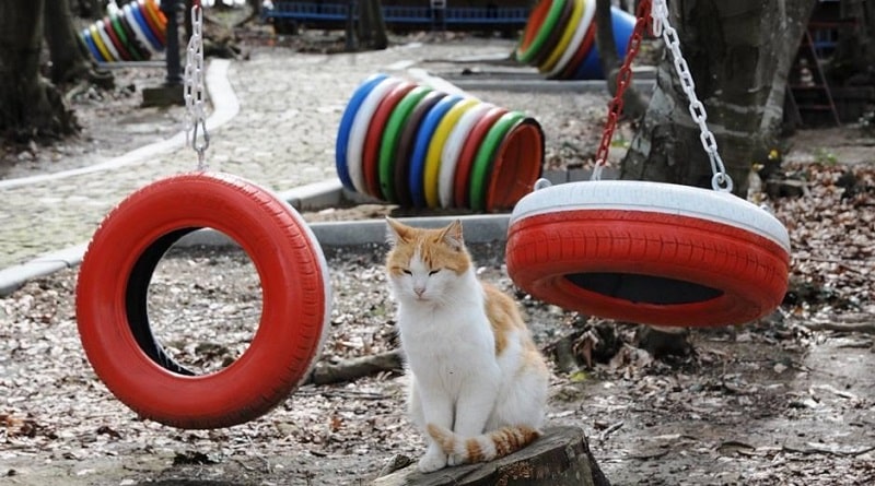 Nella città turca di Samsun i gatti mangiano ascoltando musica classica