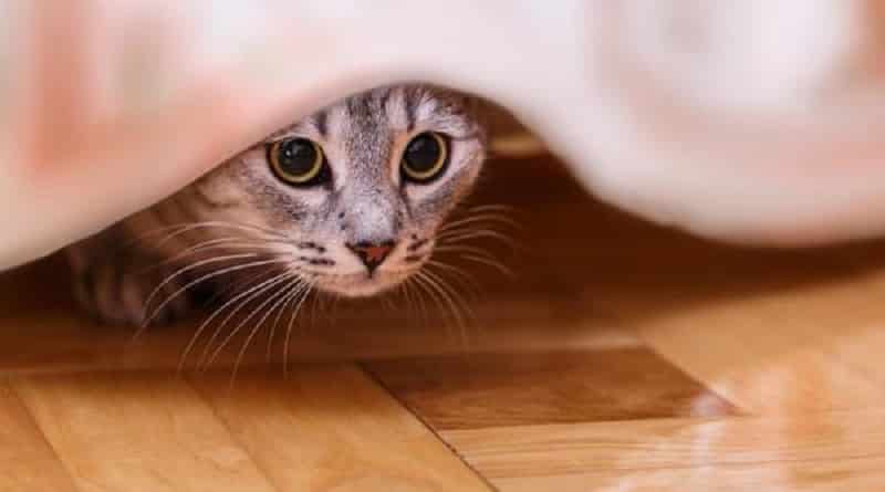 Perchè i gatti si nascondono quando non stanno bene